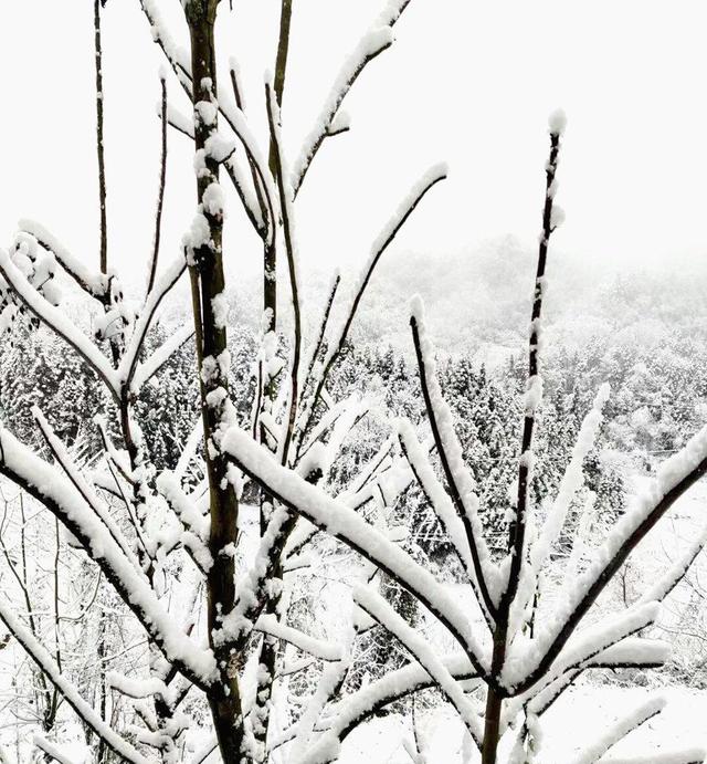 看一眼这15张美到窒息的雪景图片，雪景图片大全唯美高清（快来看看古蔺、叙永、合江等地的雪景）