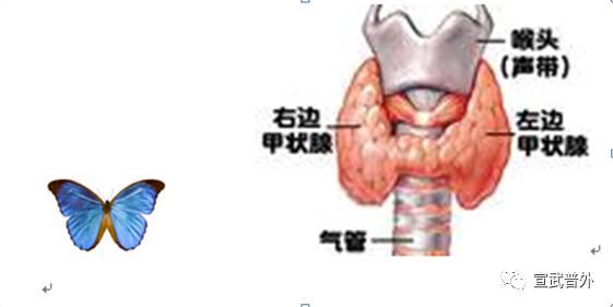 蝴蝶象征着什么意义，蝴蝶的寓意象征（怕冷又怕热的小蝴蝶—甲状腺）