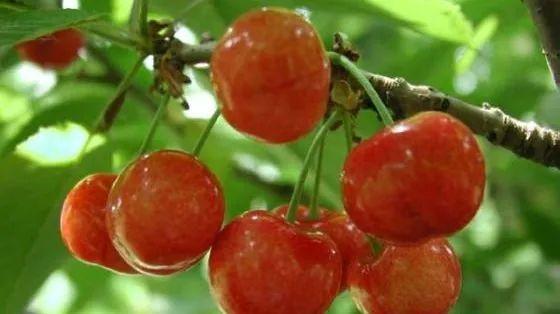 车厘子规格型号表，车厘子尺寸（冬日的第一颗车厘子怎么挑选）