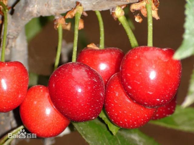 车厘子规格型号表，车厘子尺寸（冬日的第一颗车厘子怎么挑选）