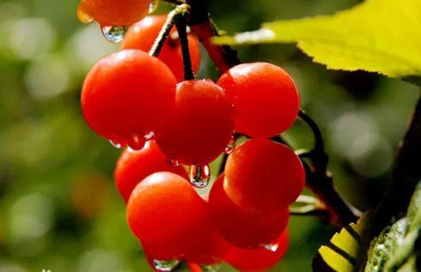 车厘子规格型号表，车厘子尺寸（冬日的第一颗车厘子怎么挑选）