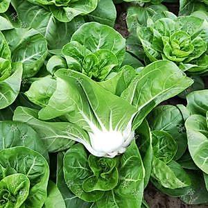 上海青是什么菜，上海青是什么菜吃多有害吗（让你停不下筷子的清炒矮脚黄）