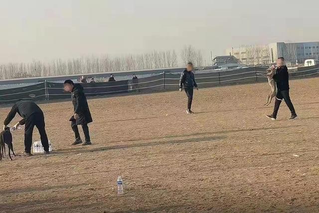 十只兔子原唱是谁，十只兔子搞笑版（暗访河间“狗撵兔”赌局）
