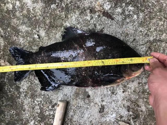 红鲫鱼怎么养，养红鲫鱼应该注意点什么（柳州一公园景观池里现凶猛怪鱼）