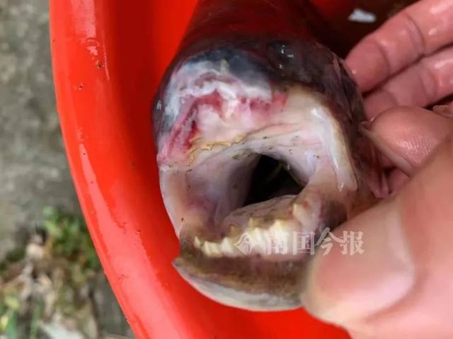 红鲫鱼怎么养，养红鲫鱼应该注意点什么（柳州一公园景观池里现凶猛怪鱼）