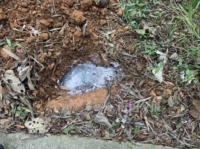 红鲫鱼怎么养，养红鲫鱼应该注意点什么（柳州一公园景观池里现凶猛怪鱼）