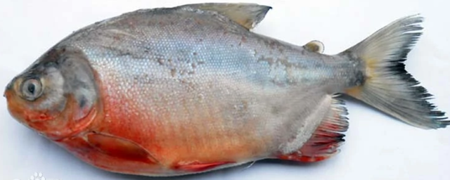 红鲫鱼怎么养，养红鲫鱼应该注意点什么（柳州一公园景观池里现凶猛怪鱼）