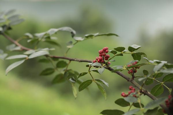 哺乳期能吃花椒吗，神奇的花椒，专治富贵病
