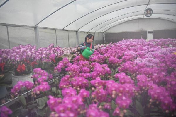 合肥市花是什么花，合肥市的花是什么（合肥包河：年宵花俏迎新春）