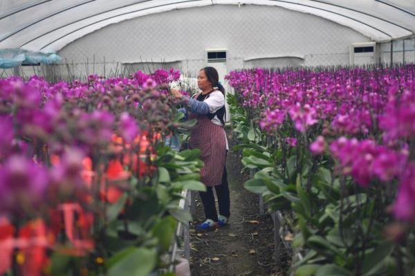 合肥市花是什么花，合肥市的花是什么（合肥包河：年宵花俏迎新春）