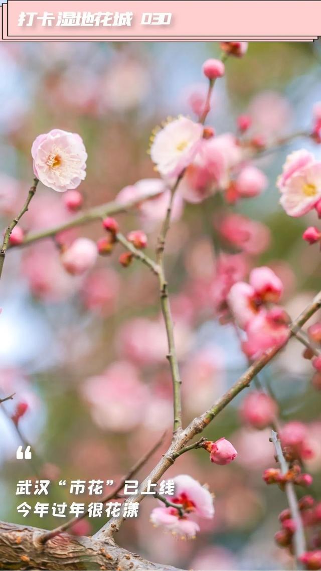 武汉市的市花是什么花，武汉市的市花是什么（武汉“市花”已上线）