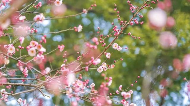 武汉市的市花是什么花，武汉市的市花是什么（武汉“市花”已上线）