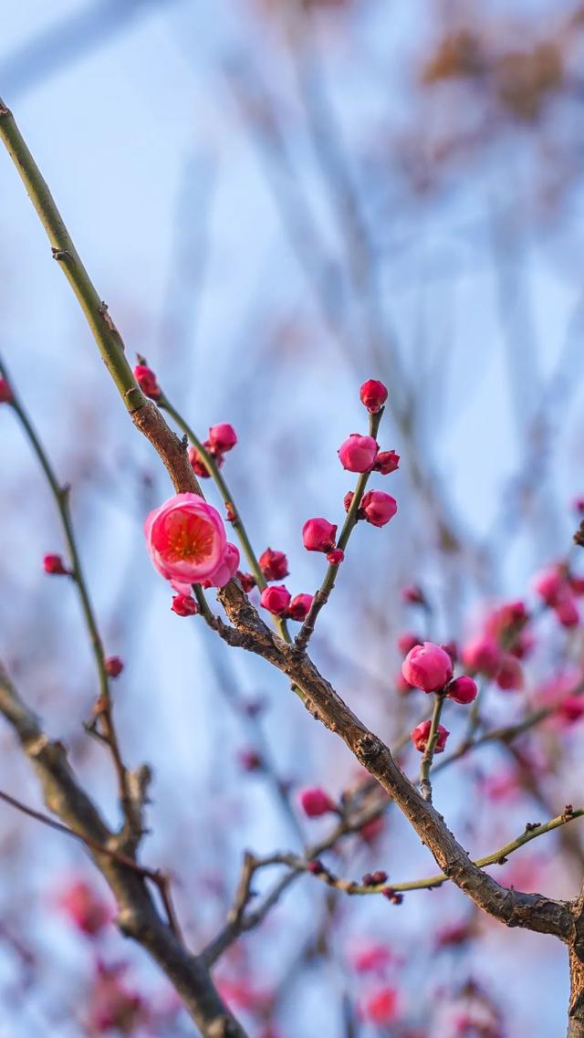 武汉市的市花是什么花，武汉市的市花是什么（武汉“市花”已上线）