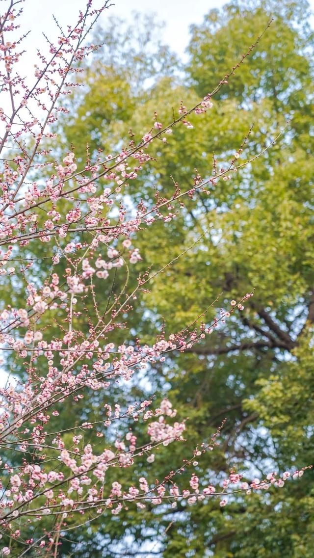 武汉市的市花是什么花，武汉市的市花是什么（武汉“市花”已上线）