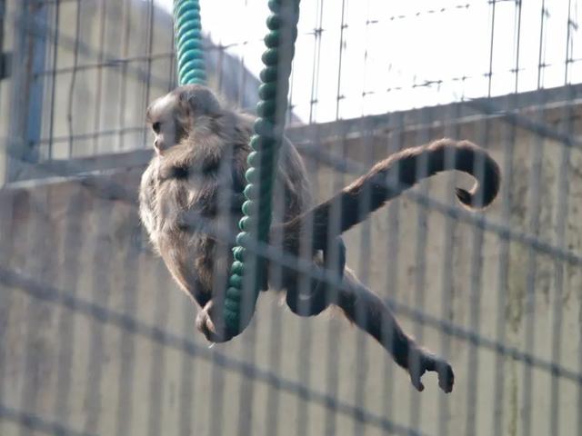 长颈鹿的尾巴有什么用处，长颈鹿的尾巴有什么作用（保暖、当板凳、传递信息、警告迷惑……动物尾巴功能大展示）