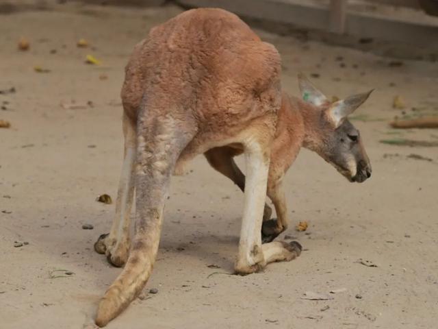 长颈鹿的尾巴有什么用处，长颈鹿的尾巴有什么作用（保暖、当板凳、传递信息、警告迷惑……动物尾巴功能大展示）