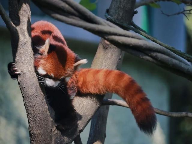 长颈鹿的尾巴有什么用处，长颈鹿的尾巴有什么作用（保暖、当板凳、传递信息、警告迷惑……动物尾巴功能大展示）