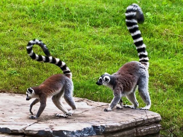 长颈鹿的尾巴有什么用处，长颈鹿的尾巴有什么作用（保暖、当板凳、传递信息、警告迷惑……动物尾巴功能大展示）