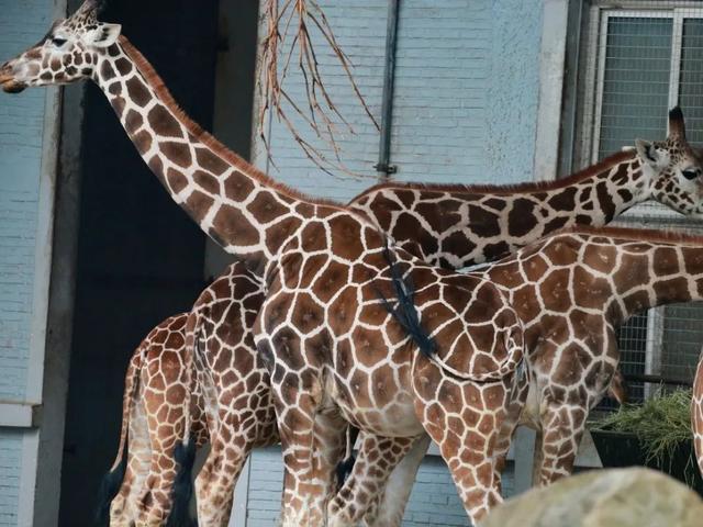 长颈鹿的尾巴有什么用处，长颈鹿的尾巴有什么作用（保暖、当板凳、传递信息、警告迷惑……动物尾巴功能大展示）