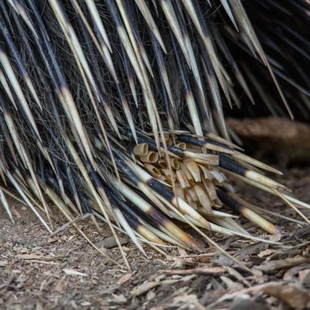 长颈鹿的尾巴有什么用处，长颈鹿的尾巴有什么作用（保暖、当板凳、传递信息、警告迷惑……动物尾巴功能大展示）