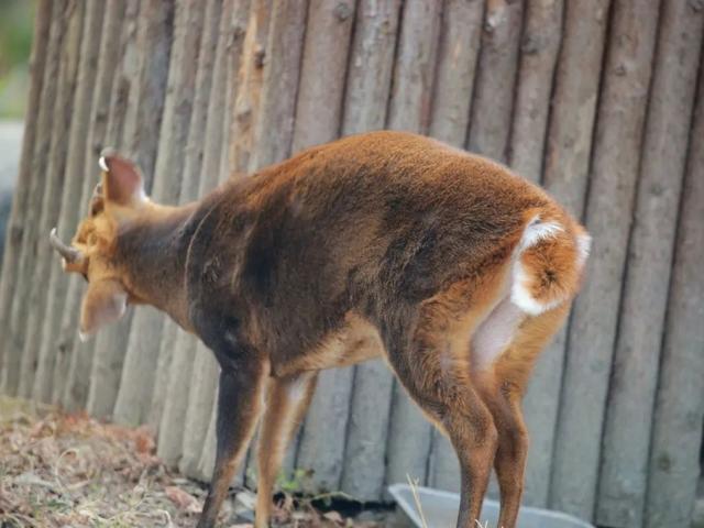 长颈鹿的尾巴有什么用处，长颈鹿的尾巴有什么作用（保暖、当板凳、传递信息、警告迷惑……动物尾巴功能大展示）