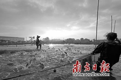 皇帝鱼养殖方法，帝王鱼怎么养（加速现代都市农业发展）