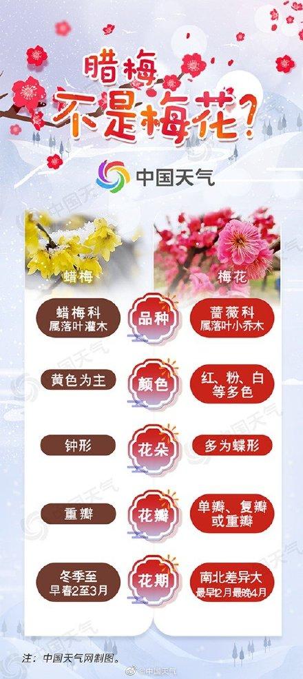 梅花有什么种类，梅花有什么种类图片（腊梅和梅花别再混淆啦）