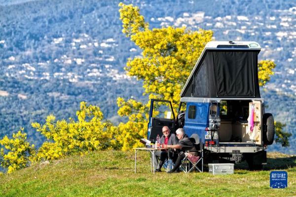 金合欢的养殖方法和注意事项，金合欢生长环境（法国南部：金合欢盛开）