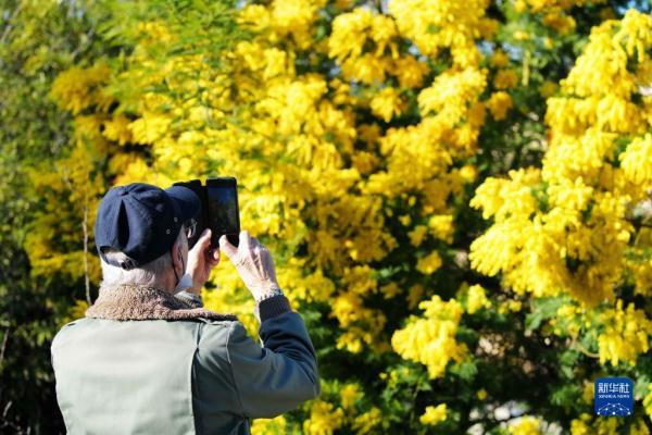 金合欢的养殖方法和注意事项，金合欢生长环境（法国南部：金合欢盛开）