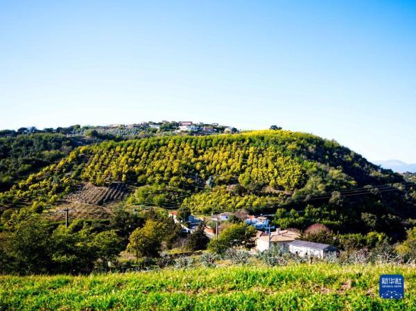 金合欢的养殖方法和注意事项，金合欢生长环境（法国南部：金合欢盛开）