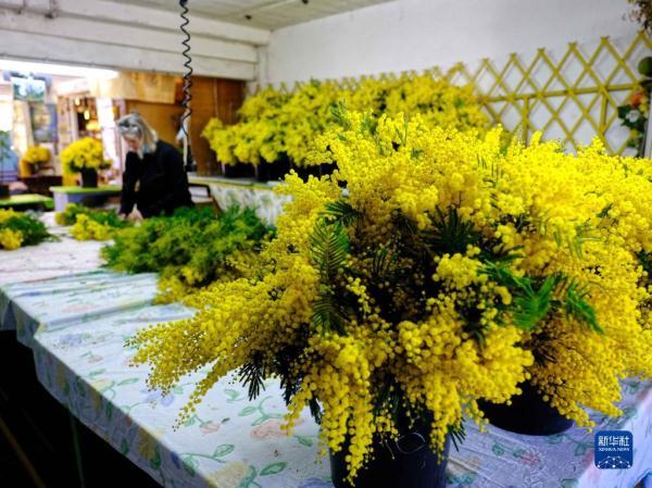 金合欢的养殖方法和注意事项，金合欢生长环境（法国南部：金合欢盛开）