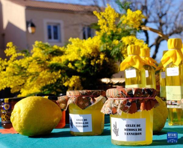 金合欢的养殖方法和注意事项，金合欢生长环境（法国南部：金合欢盛开）