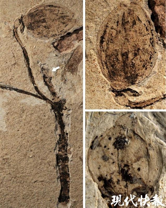 被子植物的开花过程，被子植物又叫什么植物（一亿多年前“神秘花蕾”现身）