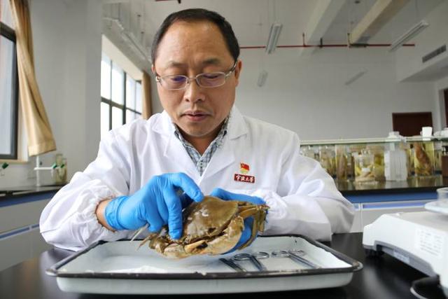 女人梦见很多活螃蟹，女人梦见很多活螃蟹在床上（为海蟹“千里搬家”找路子）