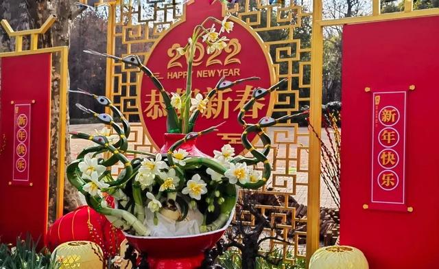 水仙花几点开放，水仙花每日几点钟开花（一年一度的水仙花展好美）