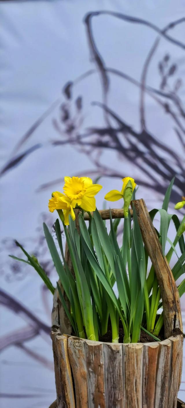 水仙花几点开放，水仙花每日几点钟开花（一年一度的水仙花展好美）