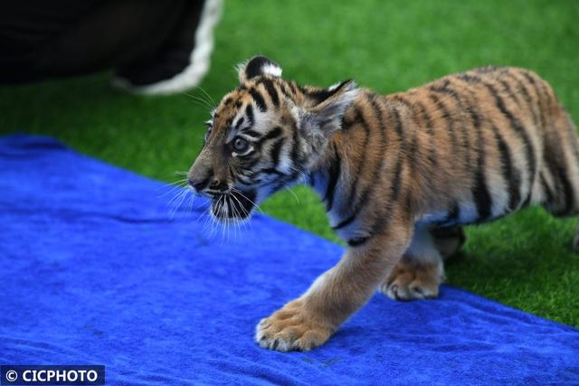 2022年本命年属虎搬家吉日，2022年属虎适合搬家吗（萌虎迁新居 喜迎壬寅年）