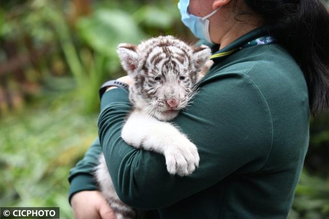 2022年本命年属虎搬家吉日，2022年属虎适合搬家吗（萌虎迁新居 喜迎壬寅年）