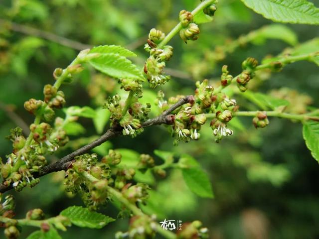 榉树一年能长多少，榉树一年能长多少公分（听说名字里蕴含着祥瑞之兆）