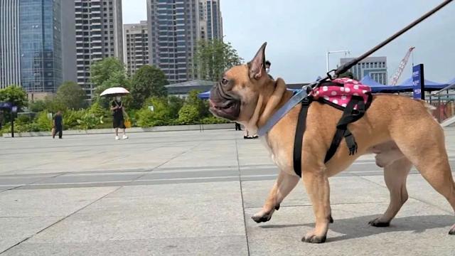 高铁托运怎么办理流程，高铁托运怎么办理流程视频（坐火车，行李超限了怎么办）