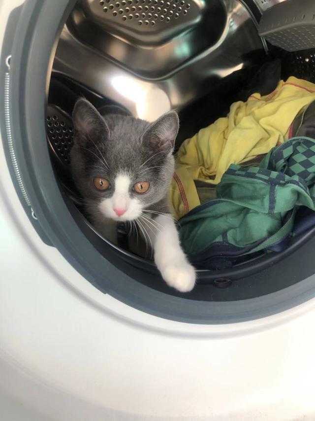 洗衣机是谁发明的，洗衣机的历史（全自动的”：洗衣机中的宇宙论）