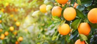 鲜窄红萝卜汁可以放冰箱隔夜喝吗，萝卜汁放冰箱可以放多久（砂糖橘吃多了皮肤会变黄）