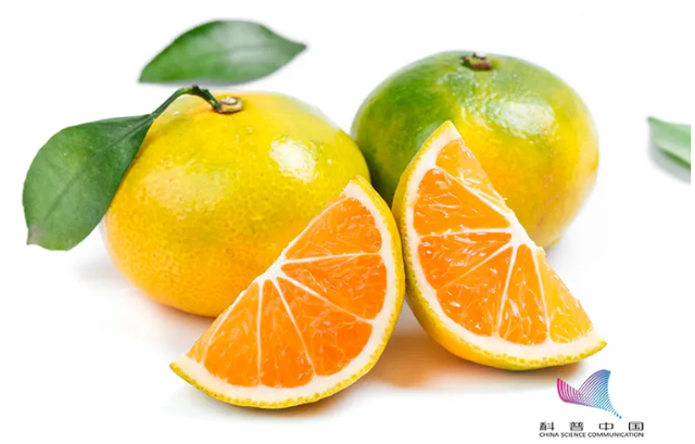 橘子不能和什么一起吃，橘子不能和什么一起吃呢（橘子牛奶不能同食）