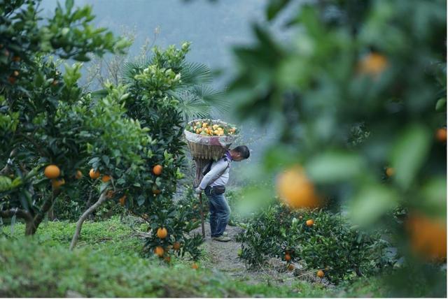 橙子是什么季节的水果，季节水果有哪些（这里四季都有甜蜜蜜的橙子）