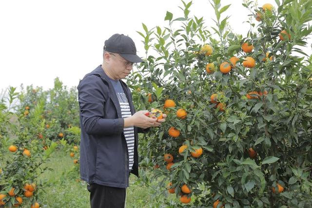 橙子是什么季节的水果，季节水果有哪些（这里四季都有甜蜜蜜的橙子）