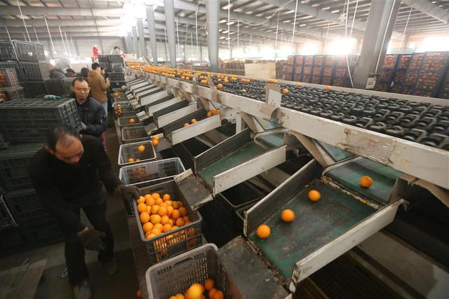 橙子是什么季节的水果，季节水果有哪些（这里四季都有甜蜜蜜的橙子）