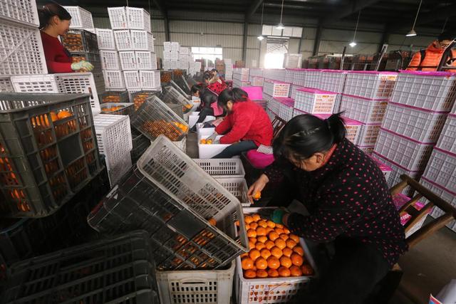 橙子是什么季节的水果，季节水果有哪些（这里四季都有甜蜜蜜的橙子）