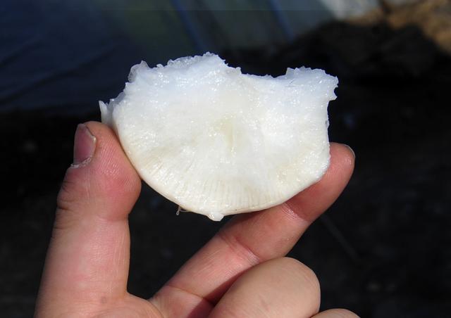 立春一般吃什么，立春一般吃什么菜（立春时节，“咬春”饮食知多少）