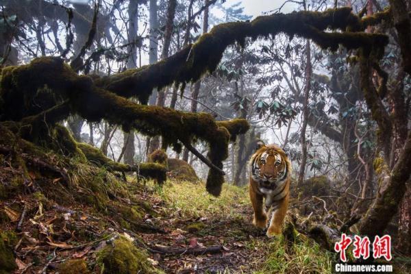 栖身之所的所是什么意思，栖身之所是成语吗（中国治理经验对世界有何启示）