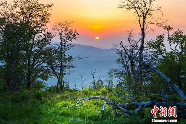 栖身之所的所是什么意思，栖身之所是成语吗（中国治理经验对世界有何启示）